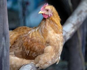 Hen