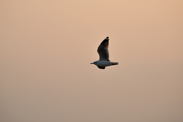 flying seagull with sunset sky backgrounds