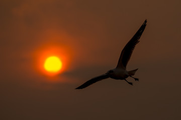 flying seagull with sunset sky backgrounds
