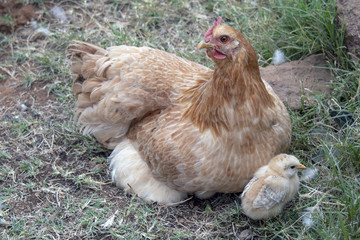 Hen with Chicken