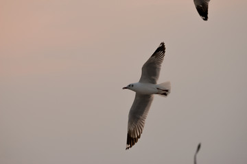 flying seagull with sunset sky backgrounds