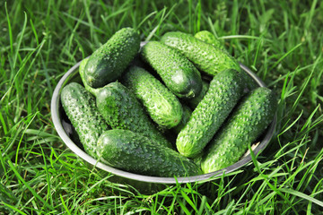Bowl with fresh cucumbers on green grass