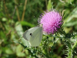 farfalla bianca su fiore viola