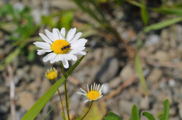 close photo of a tiny insect feeding itself on the blooming daisy wheel