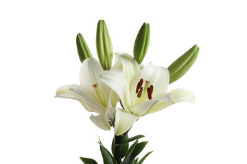 Beautiful blooming lily flowers on white background