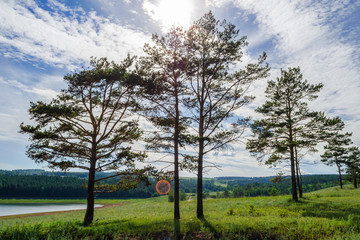 beautiful summer landscape