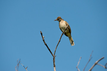 Streak-eared Bulbul eating spider with blue sky background