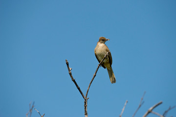Streak-eared Bulbul eating spider with blue sky background