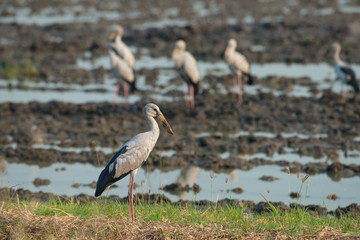 Asian openbill or Asian openbill stork