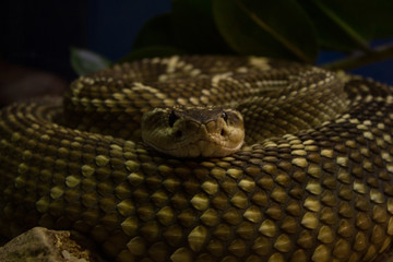 Rattle snake close-up