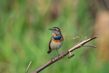 Male Bluethroats from Alaska,  Bluethroat is one of the handful of birds that breed in North America and winter in Asia.