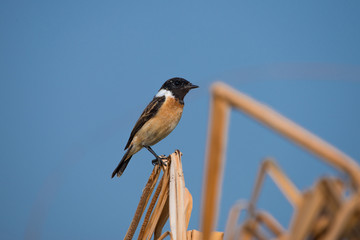 Stejneger's Stonechat Saxicola stejnegeri is a species of stonechat native to eastern Asia