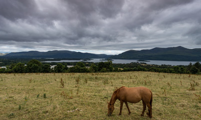 Horse grazing in field overlooking the lakes and mountains of Killarney national park