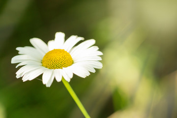 Blossoming chamomile in sunlight.