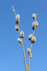 On the willow buds blossomed