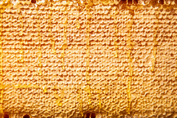 Honeycomb in a wooden frame