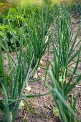 Onion plantation in the garden.
