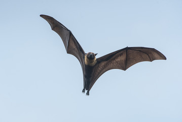Bat flying (Lyle's flying fox)