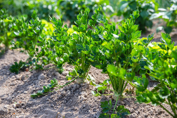vegetables in the garden, organic farming
