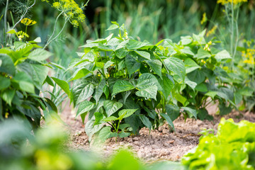 vegetables in the garden, organic farming
