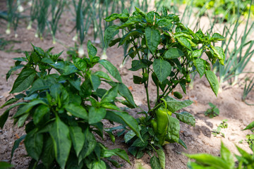  bio green pepper in the garden