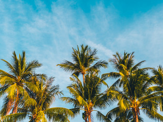 Fototapeta na wymiar Beautiful tropical coconut palm tree on blue sky