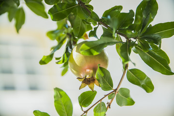 the fruit of an immature pomegranate on a tree