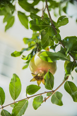 the fruit of an immature pomegranate on a tree