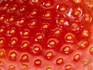 Fresh, beautiful, large strawberry berries photographed in macro close-up on white background