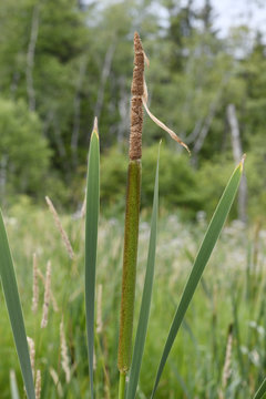Breitbl&auml;ttriger Rohrkolben (Typha latifolia) - bulrush