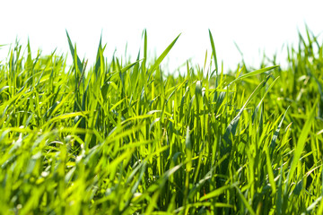 Fresh green spring grass in the morning background