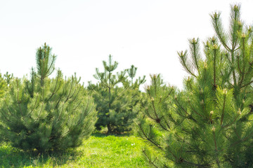 Forrest of green pine trees as a background