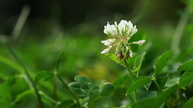 Close-up of White Clover, Trifolium repens, in a green meadow, grass background.
Camera slide to the right. 
Shallow DOF. Selective focus on round white flower head. 
Close up nature concept.