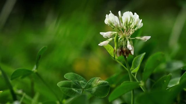 Close-up of White Clover, Trifolium repens, in a green meadow, grass background.
Camera slide to the right. 
Shallow DOF. Selective focus on round white flower head. 
Close up nature concept.