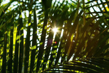 Tropical fauna close-up. Green background.