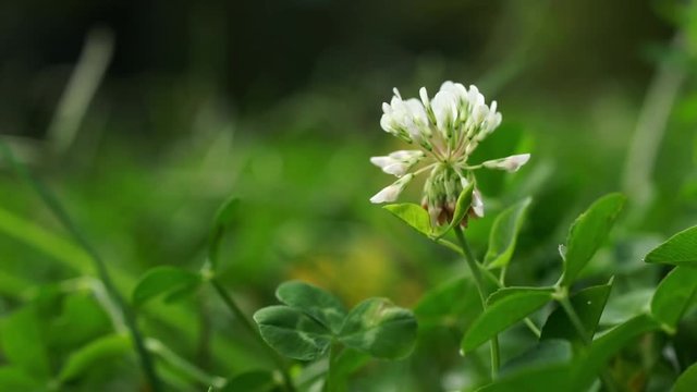 Close-up of White Clover, Trifolium repens, in a green meadow, grass background.
Camera panning up. 
Shallow DOF. Selective focus on round white flower head. 
Close up nature concept.