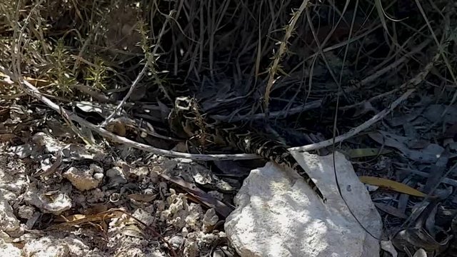 Young venomous puff adder snake moves swiftly across the ground over a rock into the safety of a bush.