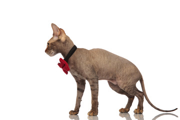 side view of gentleman grey cat standing and looking down
