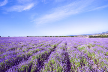 Fototapeta premium Lavender Field in the summer