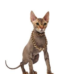 Obraz premium grey cat with golden chain around neck looks to side
