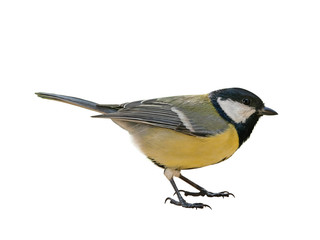 Great tit (Parus major), isolated on white background