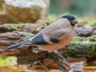 Female Eurasian bullfinch (Pyrrhula pyrrhula), drink in the river