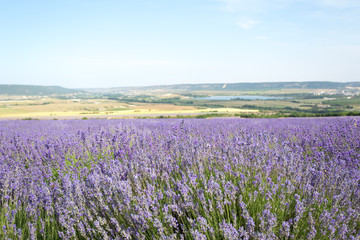 Fototapeta na wymiar Lavender Field in the summer
