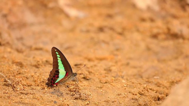 Butterfly  common bluebottle graphium sarpedon luctatius from the Papilionidae family, drinking water from the sandy riverbank, high definition stock footage clip. 
