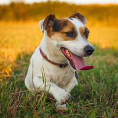 A small white dog jack russell terrier rests tired after running on a meadow in the rays of the setting sun.