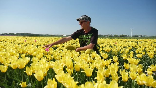 Uomo in campo di tulipani gialli in Olanda