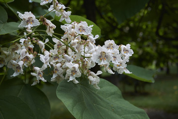 Catalpa bignonioides