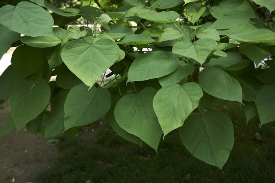 catalpa tree pods smoke Catalpas