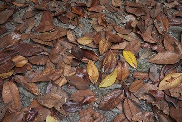 Magnolia grandiflora fallen leaves