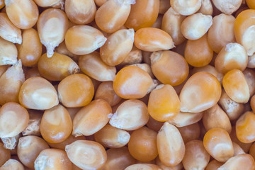 dry corn grain